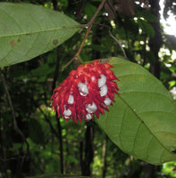 Antiaropsis decipiens, white dehiscent baccate fruits among red bracts, Karawari, Sepik, Papua New Guinea