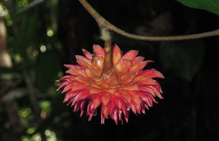 Antiaropsis decipiens, female inflorescence subtended by involucral bracts, Karawari, Sepik, Papua New Guinea