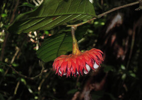 Antiaropsis decipiens, Karawari, Papua new Guinea