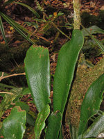 Antrophyum boryanum, frond and nerves details, Belouve, La Reunion