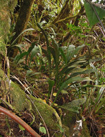 Antrophyum boryanum, saxicolous habit, Belouve, La Reunion