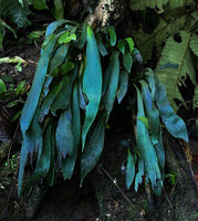 Antrophyum callifolium, an individual with unusually very bright iridescent blue drooping fronds, Warsambin, Waigeo, Raja Ampat, West Papua