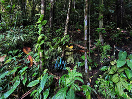 Antrophyum callifolium, an individual with unusually very bright iridescent blue pendant fronds, Warsambin, Waigeo, Raja Ampat, West Papua