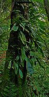 Antrophyum callifolium, epiphytic at the base of a tree trunk, Tioman, Malaysia