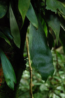 Antrophyum callifolium, frond detail, Tioman, Malaysia