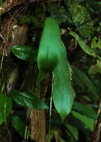 Antrophyum callifolium, Tenaru, Guadalcanal, Solomon Islands