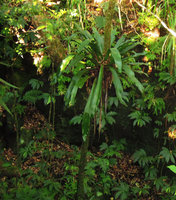 Antrophyum giganteum and Elatostema fagifolium, Bois Blanc, La Reunion