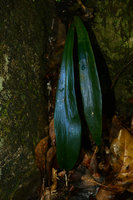 Antrophyum reticulatum, blue iridescence in fronds of an individual growing on a vertical rock in deep shade, Mossman, Queensland, Australia