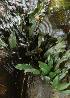 Anubias barteri flowering in its rheophytic habitat, Kribi, Cameroun