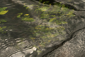 Anubias barteri submerged in a fast flowing forest stream, Kribi, Cameroun