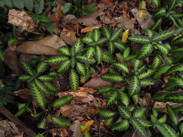 Aphelandra goodspeedii, vegetative population emerging from leaf litter, close-up, Inkaterra, Madre de Dios, Peru