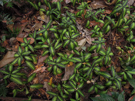 Aphelandra goodspeedii, vegetative population emerging from leaf litter, Inkaterra, Madre de Dios, Peru