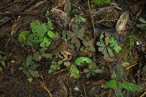 Aphelandra maculata and Biophytum soukupii, mixed cryptic population due to their brown leaves on forest floor, Yasuni NP, Ecuador.