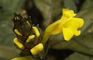 Aphelandra maculata, flower with strongly curved hairy tube, Yasuni NP, Ecuador.