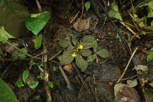 Aphelandra maculata prostrate on forest floor among dead fallen tree leaves, Yasuni NP, Ecuador.
