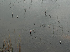 Aponogeton jacobsenii, inflorescence spikes emerging of the water, Horton Plains, Sri Lanka