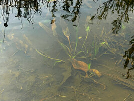 Aponogeton jacobsenii in shallow water with leaves covered by mud, Horton Plains, Sri Lanka