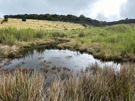 Aponogeton jacobsenii, white spikes of inflorescences emerging of a pond surrounded by stands of the small bamboo, Kuruna densifolia, Horton Plains, Sri Lanka