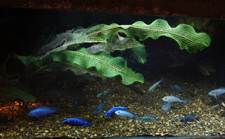 Aponogeton madagascariensis and Lake Malawi blue Cichlids inside the Christarium at Patrick Blanc Home