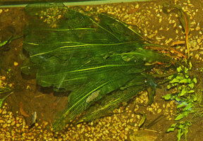 Aponogeton madagascariensis in the Christarium