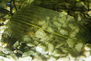 Aponogeton madagascariensis in the Flutes aux Rheophytes, exhibition Folies Vegetales by Patrick Blanc, Espace EDF Electra, Paris