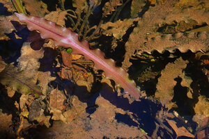 Aponogeton rigidifolius, bright pink clean young leaf while older dark green brownish leaves are covered with silt, Sinharaja, Sri Lanka