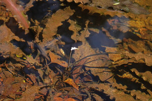 Aponogeton rigidifolius, flowering individual, all the leaves densely covered with silt, Sinharaja, Sri Lanka