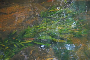 Aponogeton rigidifolius, green leaf form as a rheophyte, Sinharaja, Sri Lanka