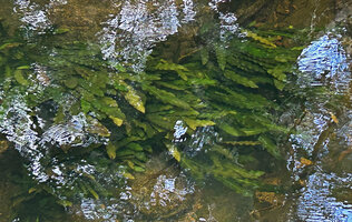 Aponogeton rigidifolius, green leaf form as a submerged rheophyte, Sinharaja, Sri Lanka