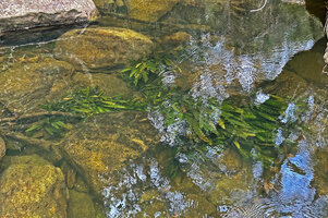 Aponogeton rigidifolius, green leaf form, Sinharaja, Sri Lanka