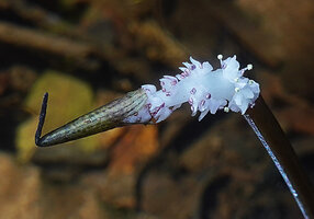 Aponogeton rigidifolius, inflorescence with basal flowers at anthesis, Sinharaja, Sri Lanka