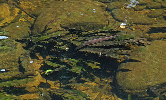 Aponogeton rigidifolius, long leaves with undulate margins, characteristic of many rheophytic species, Sinharaja, Sri Lanka