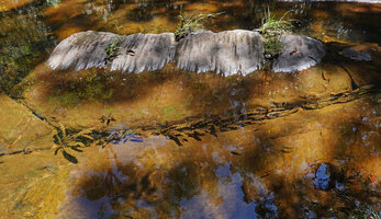 Aponogeton rigidifolius, population installed in a rock fissure, Sinharaja, Sri Lanka
