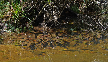 Aponogeton rigidifolius, some plants close to the stream bank, Sinharaja, Sri Lanka