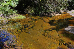 Aponogeton rigidifolius, the individuals mostly installed in the cracks of the submerged rock slabs, Sinharaja, Sri Lanka