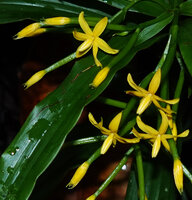 Apostasia wallichii, flowers with narrow peduncle ovary, Mt Silam, Lahad Datu, Sabah, Borneo