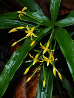 Apostasia wallichii, inflorescences, Mt Silam, Lahad Datu, Sabah, Borneo