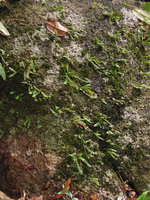Appendicula rupestris population as rheophyte on a rock, Trang, Thailand