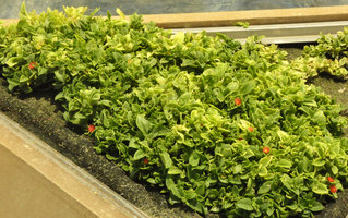 Aptenia cordifolia, KAFD Conference Center, Riyadh, Saudi Arabia