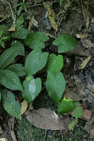 Colocasia cf. menglaensis, a tiny species with many leaves, Putao, Kachin, Myanmar