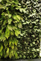 Arachniodes standishii and Saxifraga stolonifera on the vertical garden, Shinkansen station, Yamaguchi, Japan