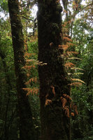 Araiostegia faberiana (syn. Davallia perdurans), caducous in late november, Doi Inthanon NP, 2500 m asl, Thailand
