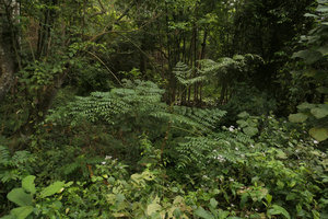 Aralia foliolosa in disturbed forest understory, Inle Lake area, Myanmar