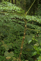 Aralia foliolosa, spiny stem and petioles, Inle Lake area, Myanmar