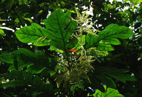 Aralidium pinnatifidum, apical leaves and inflorescence, Selangor, Malaysia