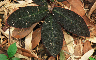 Ardisia mamillata, bullate leaves, each small mount endind in a reddish translucent hair probably transmitting light like optic fibers, resulting in high pigment concentration at its base, chlorophyll and underlying anthocyans, Tai Mo Shan, Hong Kong
