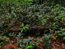 Ardisia cf. odontophylla, population with brwn glossy leaves, Selangor, Malaysia