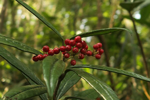 Ardisia lindleyana, baccate fruits,Victoria Peak, Hong Kong