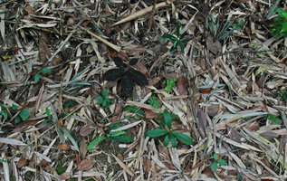 Ardisia mamillata, individual with brown leaves in habitat among fallen bamboo leaves, Tai Mo Shan, Hong Kong