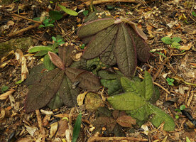 Ardisia primulifolia at Hong Kong Peak, like a miniature of Cybianthus anthuriophyllus from Ecuador, both in Primulaceae family